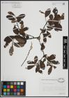 Foto von Salix atrocinerea Brot.
